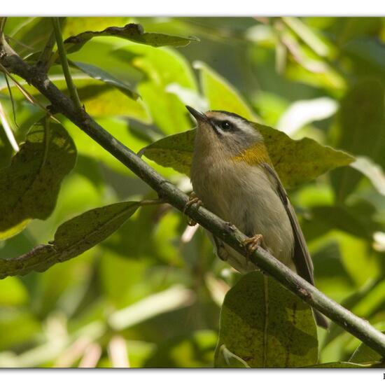 Common Firecrest: Animal in habitat Mediterranean forest in the NatureSpots App