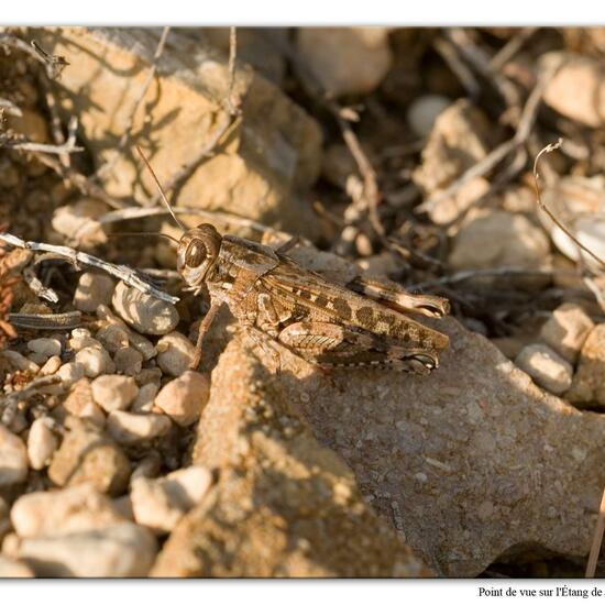 Calliptamus barbarus: Animal in habitat Rock areas in the NatureSpots App