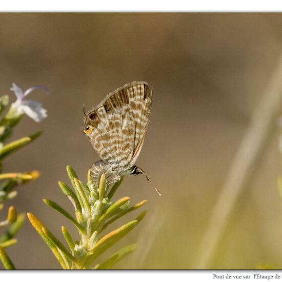 Leptotes pirithous: Tier im Habitat Felsküste in der NatureSpots App