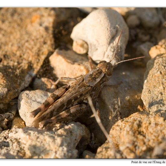 Calliptamus barbarus: Animal in habitat Rock areas in the NatureSpots App