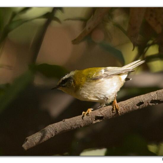 Common Firecrest: Animal in habitat Mediterranean forest in the NatureSpots App