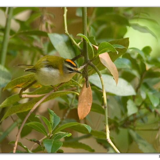 Common Firecrest: Animal in habitat Mediterranean forest in the NatureSpots App