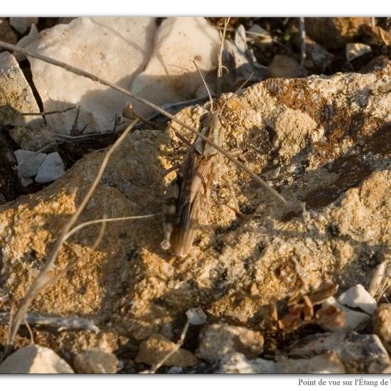 Calliptamus barbarus: Animal in habitat Rock areas in the NatureSpots App