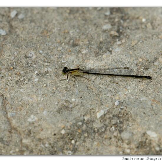 Blue-tailed damselfly: Animal in habitat Rock areas in the NatureSpots App