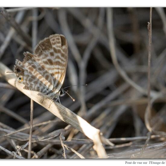 Leptotes pirithous: Animal in habitat Rocky coast in the NatureSpots App