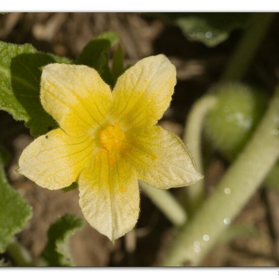 Ecballium elaterium: Plant in habitat Rocky coast in the NatureSpots App