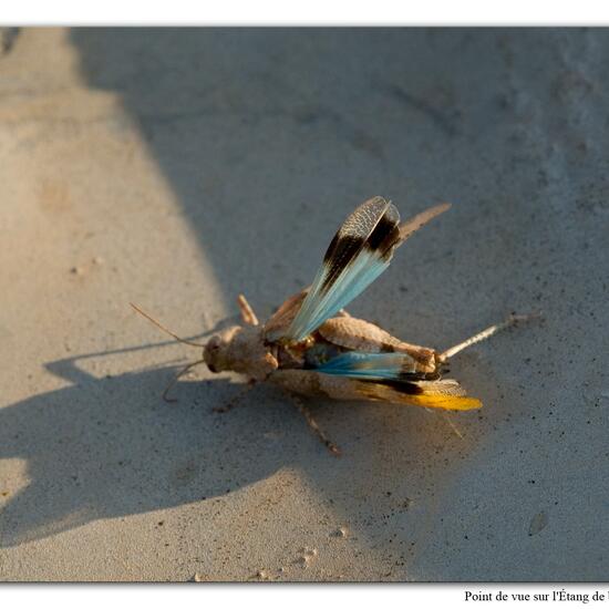 Oedipoda caerulescens: Animal in habitat Rock areas in the NatureSpots App