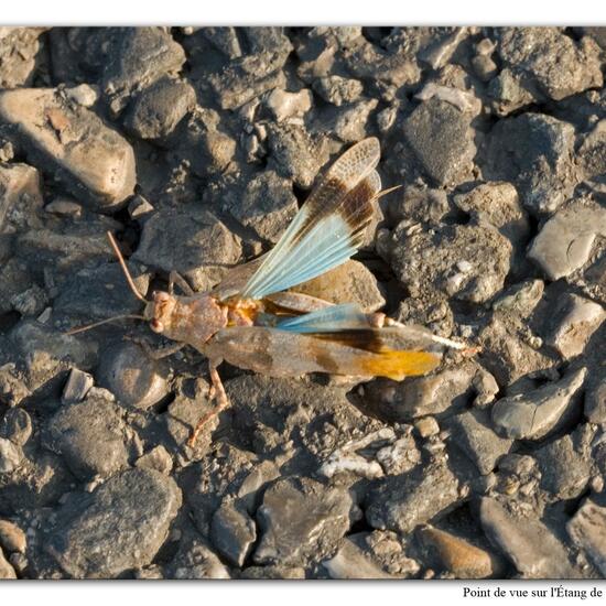 Oedipoda caerulescens: Animal in habitat Rock areas in the NatureSpots App