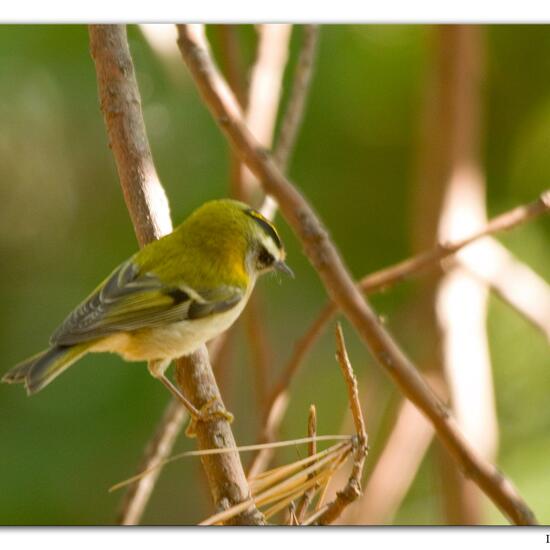 Common Firecrest: Animal in habitat Mediterranean forest in the NatureSpots App