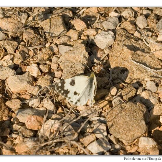 Pontia daplidice: Animal in habitat Rock areas in the NatureSpots App