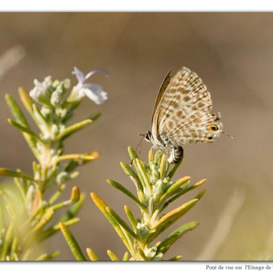 Leptotes pirithous: Animal in habitat Rocky coast in the NatureSpots App