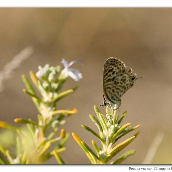 Leptotes pirithous: Animal in habitat Rocky coast in the NatureSpots App