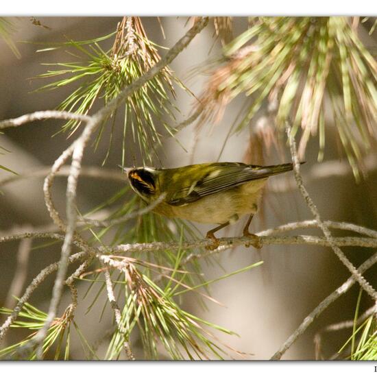 Common Firecrest: Animal in habitat Mediterranean forest in the NatureSpots App