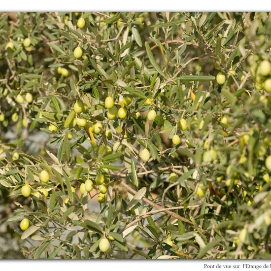 Olea europaea: Plant in habitat Rock areas in the NatureSpots App