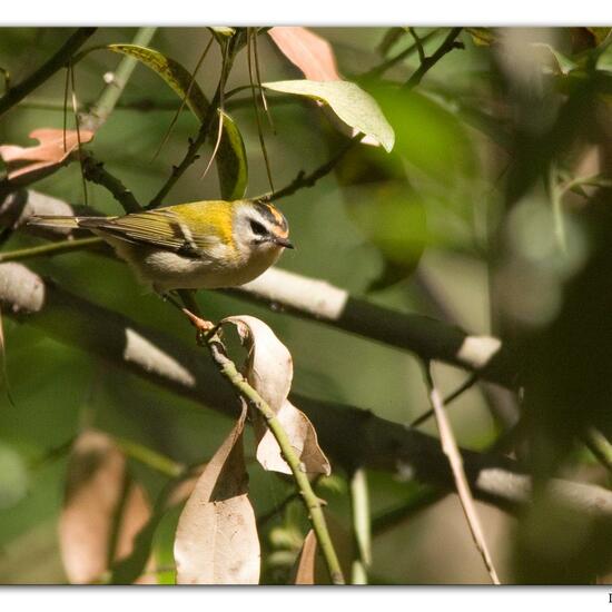 Common Firecrest: Animal in habitat Mediterranean forest in the NatureSpots App