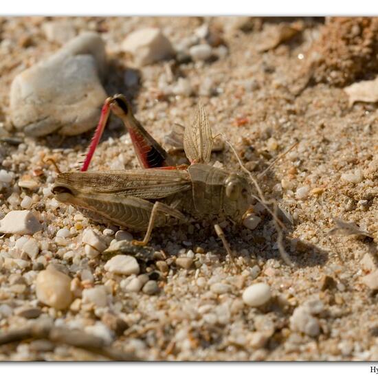 Italienische Schönschrecke: Tier im Habitat Sandküste in der NatureSpots App