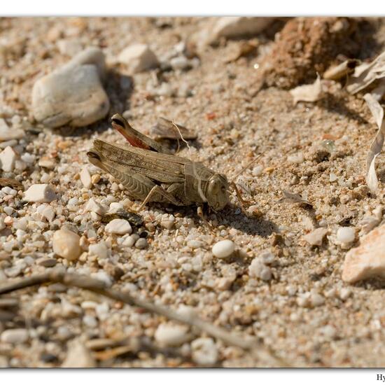 Italienische Schönschrecke: Tier im Habitat Sandküste in der NatureSpots App