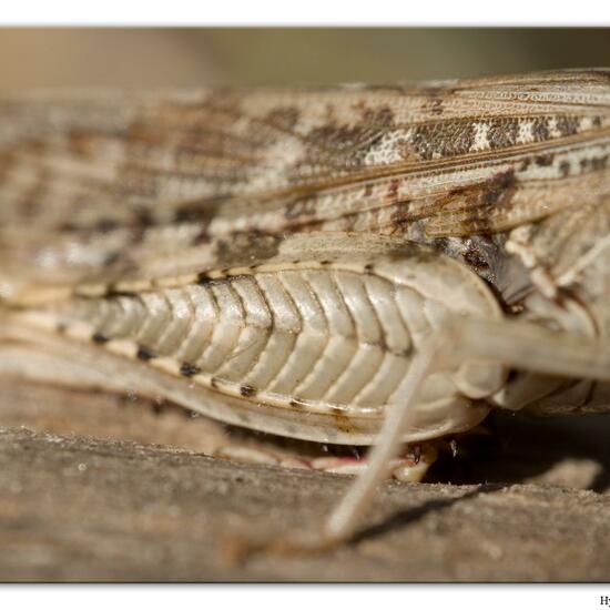 Italienische Schönschrecke: Tier im Habitat Sandküste in der NatureSpots App