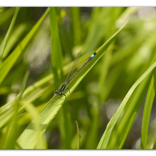 andere Art: Tier im Habitat Landwirtschaftliche Wiese in der NatureSpots App