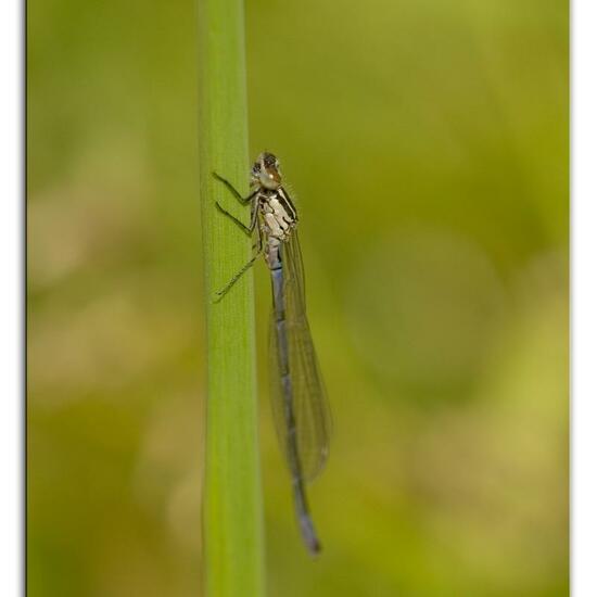 Variable Damselfly: Animal in habitat Agricultural meadow in the NatureSpots App