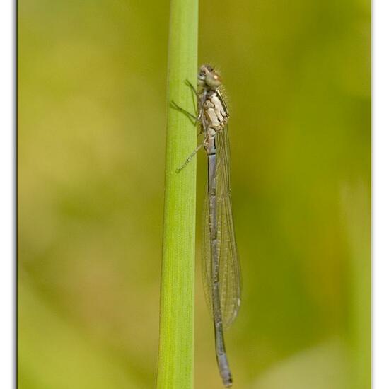 Variable Damselfly: Animal in habitat Agricultural meadow in the NatureSpots App