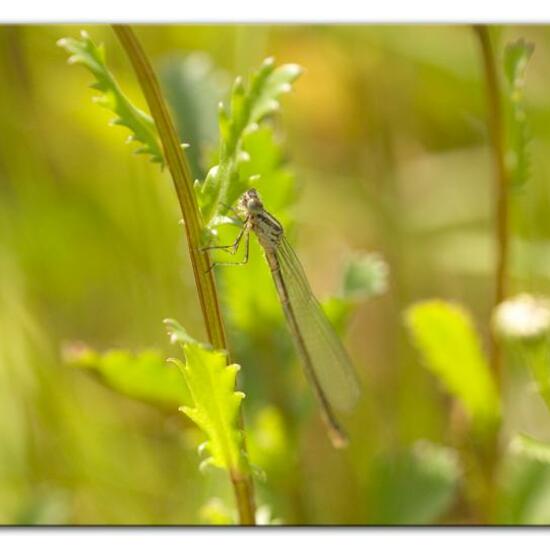 Azure damselfly: Animal in habitat Agricultural meadow in the NatureSpots App