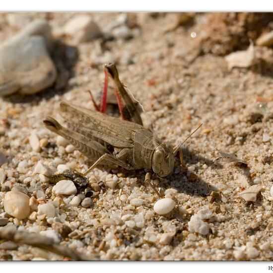 Italienische Schönschrecke: Tier im Habitat Sandküste in der NatureSpots App