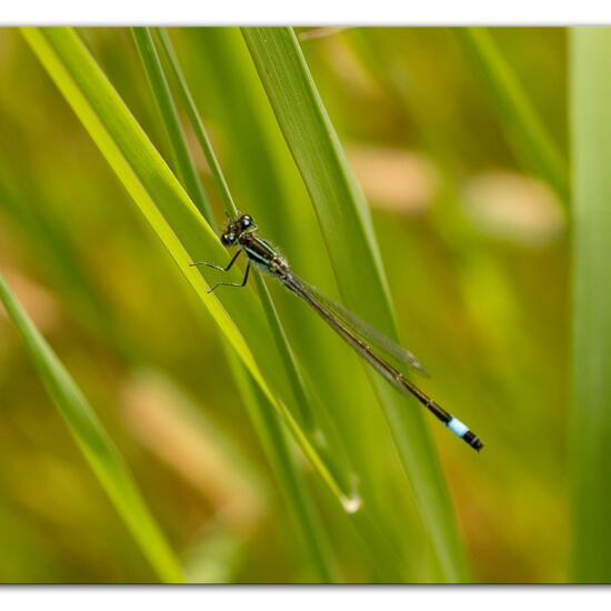 andere Art: Tier im Habitat Landwirtschaftliche Wiese in der NatureSpots App