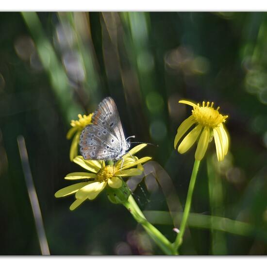 Aricia agestis: Animal in habitat Sandy coast in the NatureSpots App