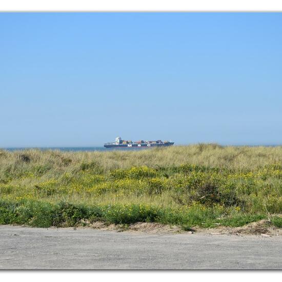 Landschaft: Meer und Küste im Habitat Anderes Meer/Küsten-Habitat in der NatureSpots App