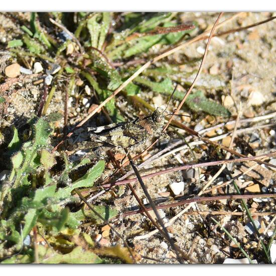 Blauflügelige Ödlandschrecke: Tier im Habitat Sandküste in der NatureSpots App