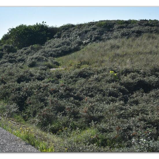 Landschaft: Meer und Küste im Habitat Anderes Meer/Küsten-Habitat in der NatureSpots App