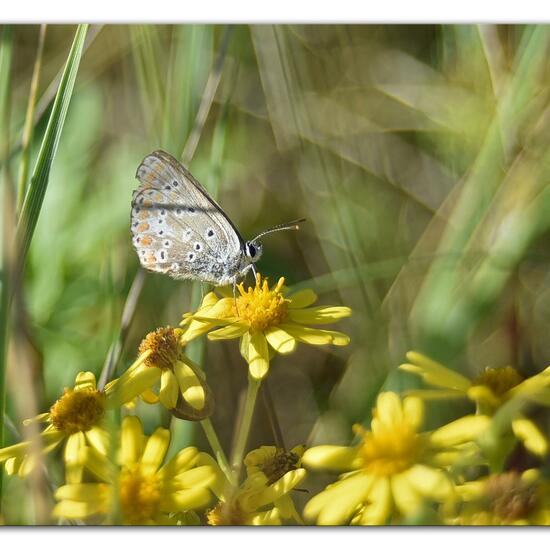 Aricia agestis: Animal in habitat Sandy coast in the NatureSpots App