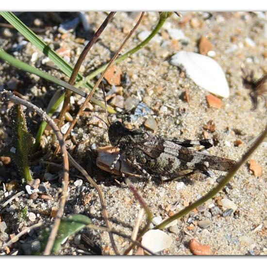 Blauflügelige Ödlandschrecke: Tier im Habitat Sandküste in der NatureSpots App