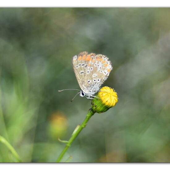 Aricia agestis: Animal in habitat Sandy coast in the NatureSpots App