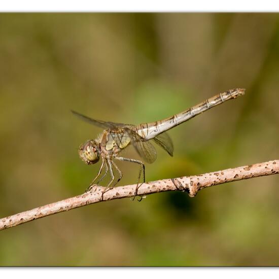 Common Darter: Animal in habitat Grassland in the NatureSpots App