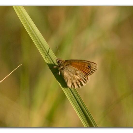 Kleines Wiesenvögelchen: Tier im Habitat Naturnahe Wiese in der NatureSpots App