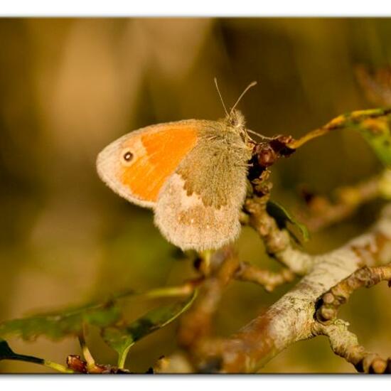 Small Heath: Animal in habitat Natural Meadow in the NatureSpots App