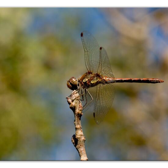 Common Darter: Animal in habitat Grassland in the NatureSpots App