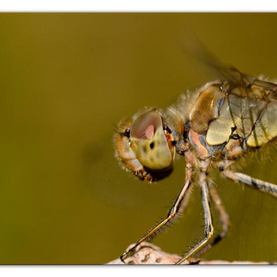 Common Darter: Animal in habitat Grassland in the NatureSpots App