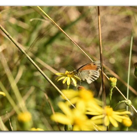 Small Heath: Animal in habitat Natural Meadow in the NatureSpots App