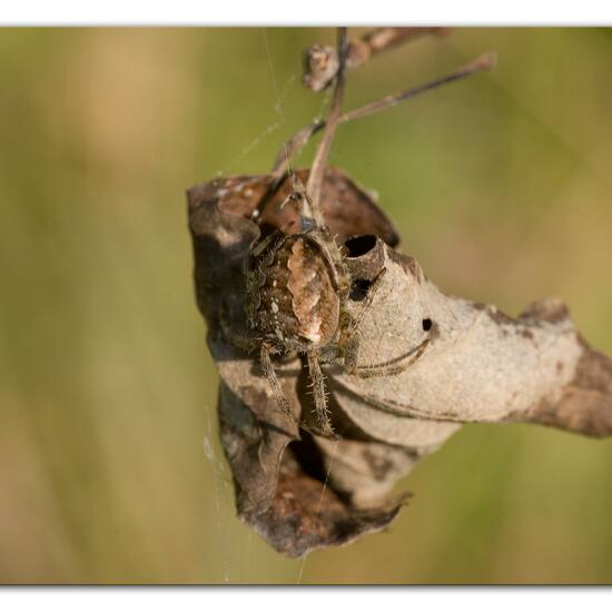 Araneus diadematus: Animal in habitat Forest in the NatureSpots App