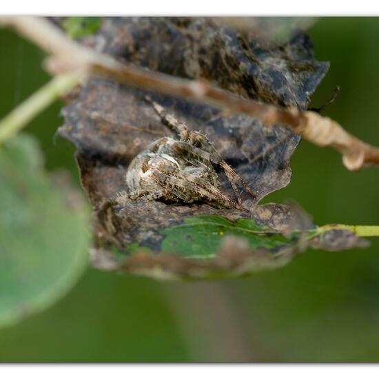 Araneus diadematus: Animal in habitat Forest in the NatureSpots App