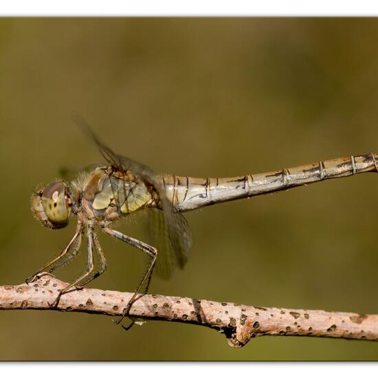 Common Darter: Animal in habitat Grassland in the NatureSpots App