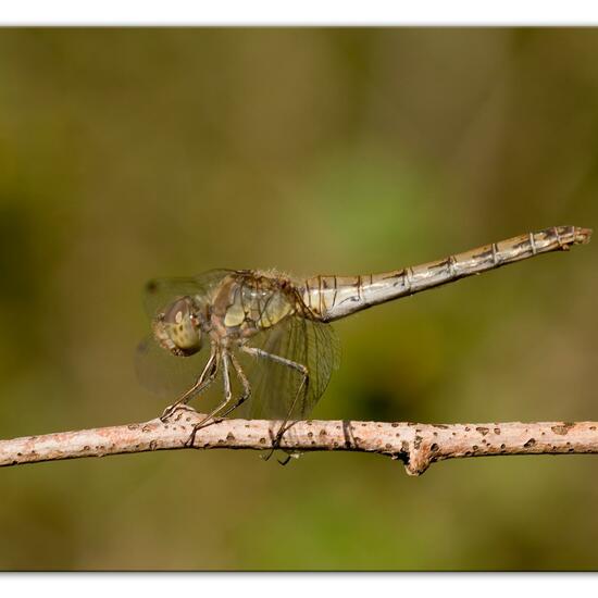 Common Darter: Animal in habitat Grassland in the NatureSpots App