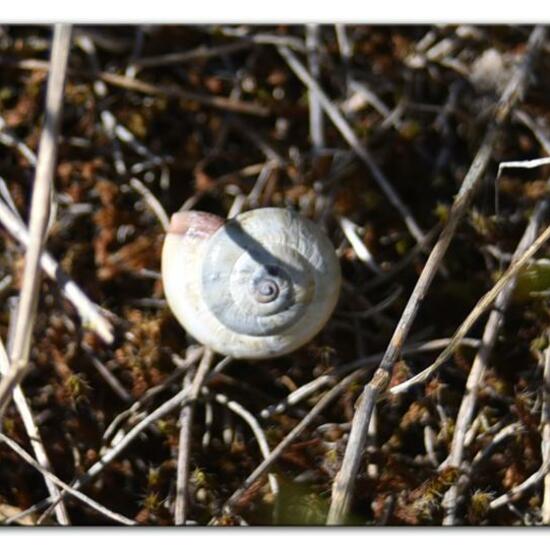 Mittelmeersandschnecke: Tier im Habitat Sandküste in der NatureSpots App