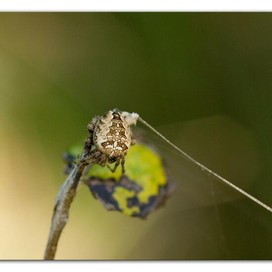 Araneus diadematus: Animal in habitat Forest in the NatureSpots App