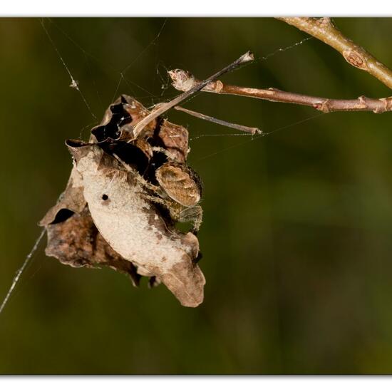 Araneus diadematus: Animal in habitat Forest in the NatureSpots App