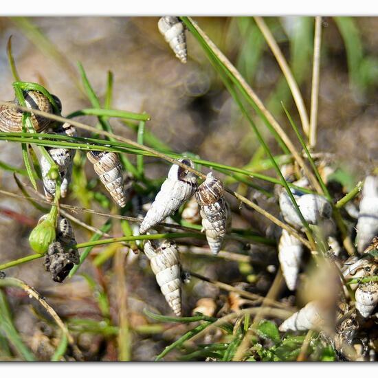 Cochlicella acuta: Tier im Habitat Sandküste in der NatureSpots App