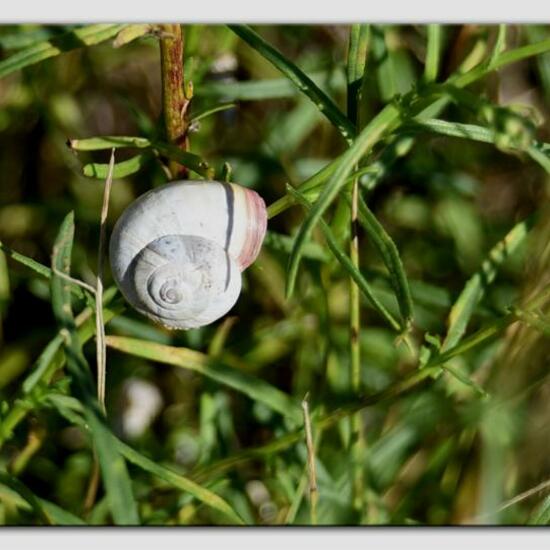 Mittelmeersandschnecke: Tier im Habitat Sandküste in der NatureSpots App